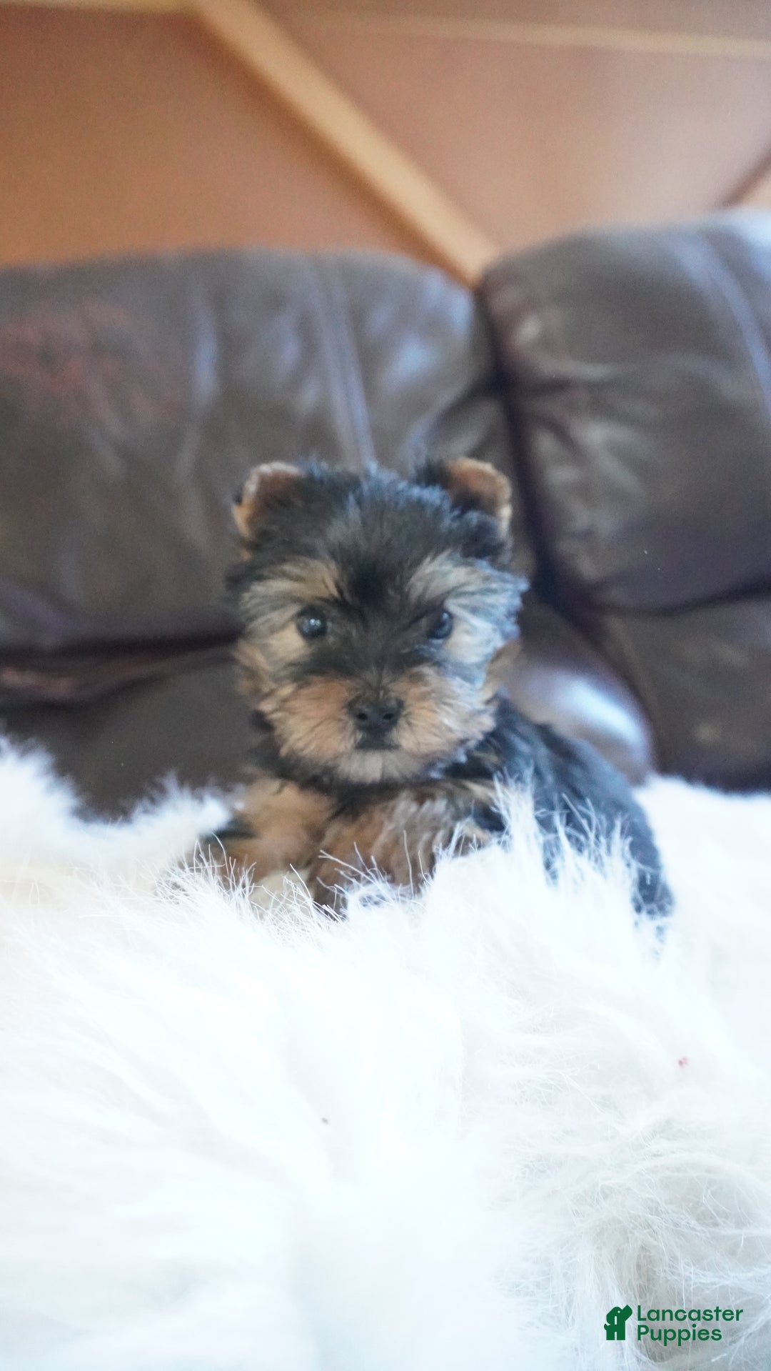 Yorkshire Terrier dogs for sale: Yorkshire Terrier Puppy 1 - Ad 11