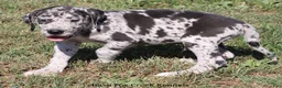 Great Dane dogs for sale: Samson - Ad 9