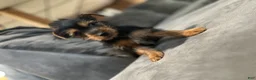 Yorkshire Terrier dogs for sale: Yorkshire Terrier Puppy 3 - Ad 2
