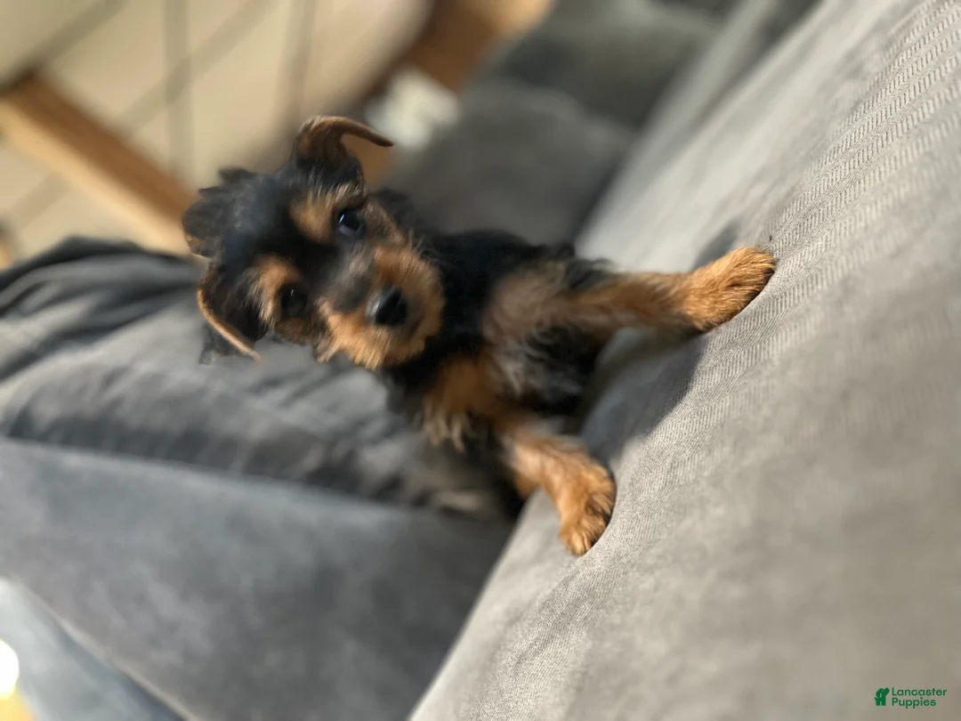 Yorkshire Terrier dogs for sale: Yorkshire Terrier Puppy 3 - Ad 2