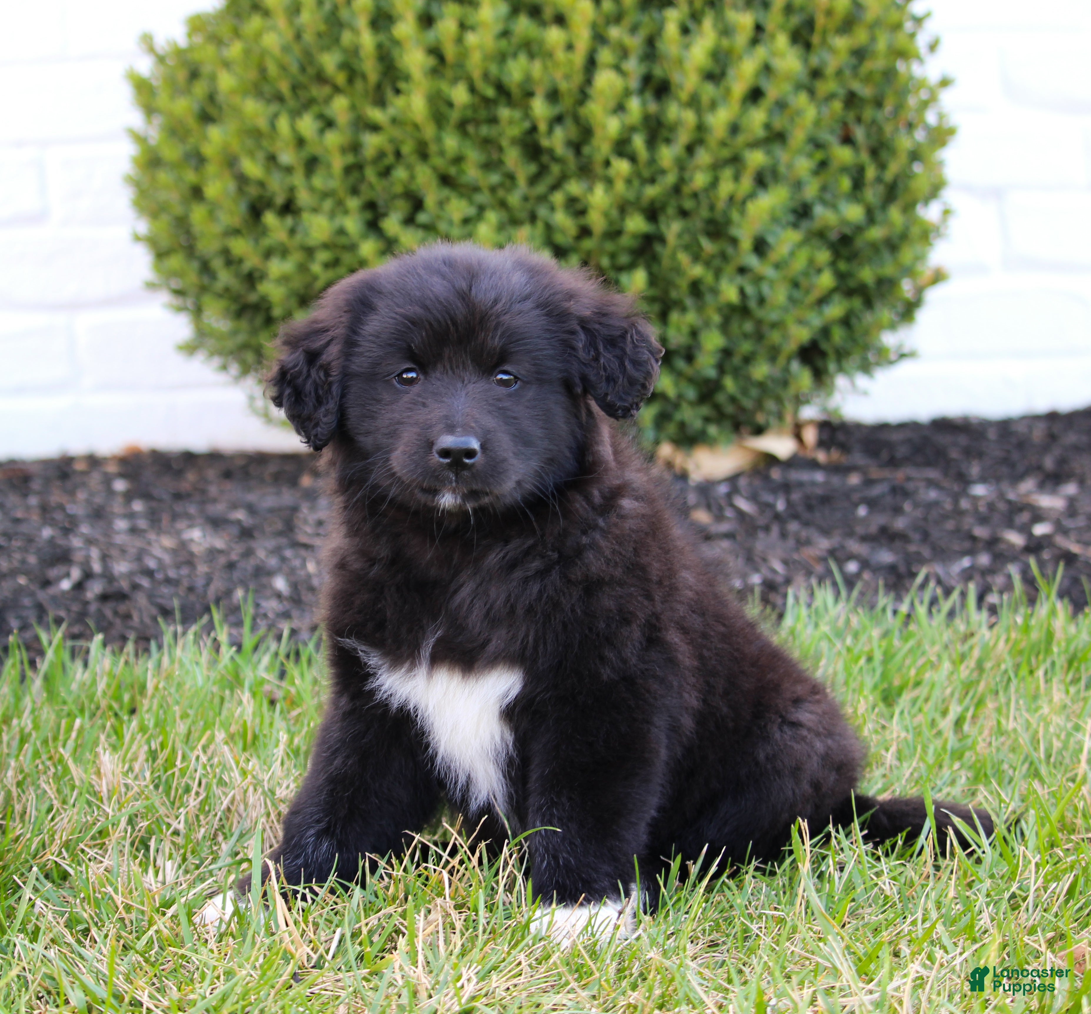 Mixed Breed dogs Layla - Ad 1