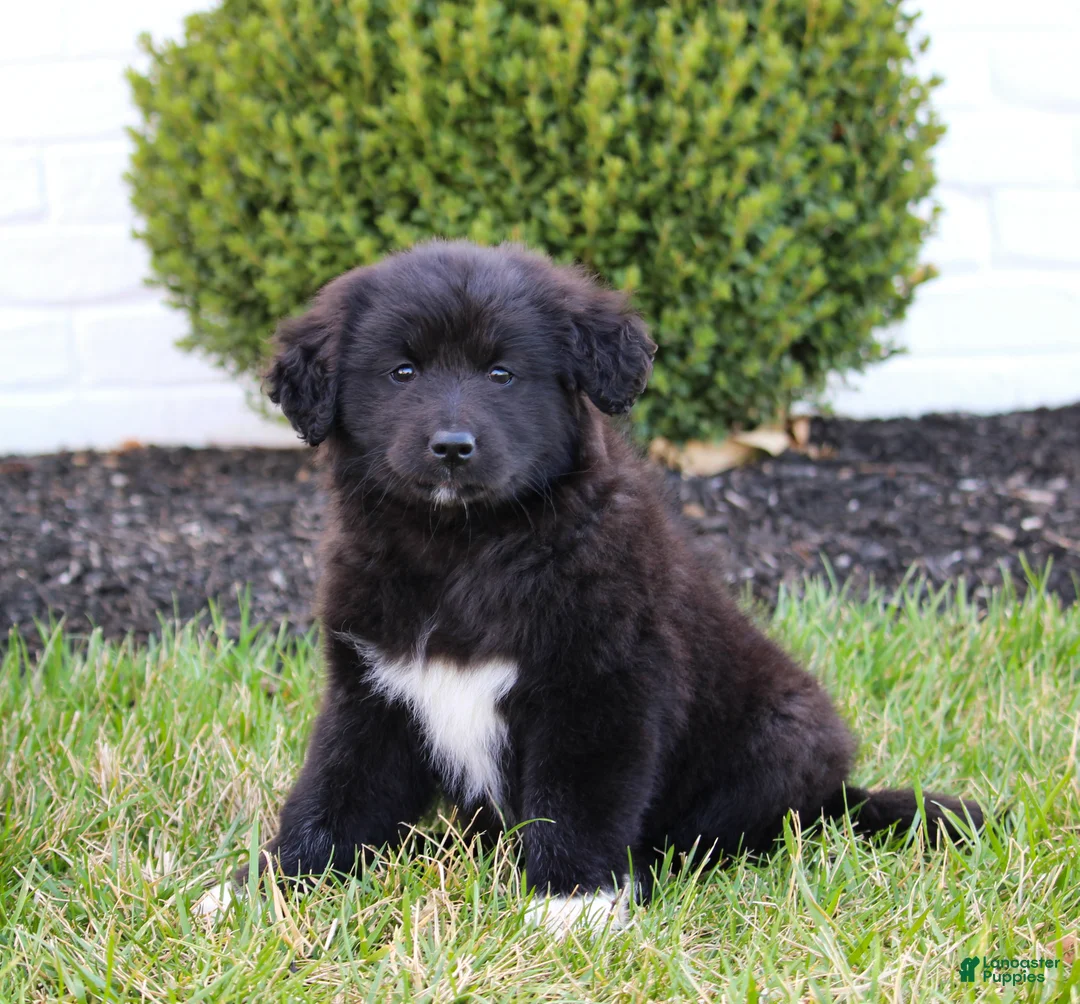 Mixed Breed dogs for sale: Layla - Ad 1