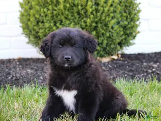 Mixed Breed dogs for sale: Layla - Ad 4