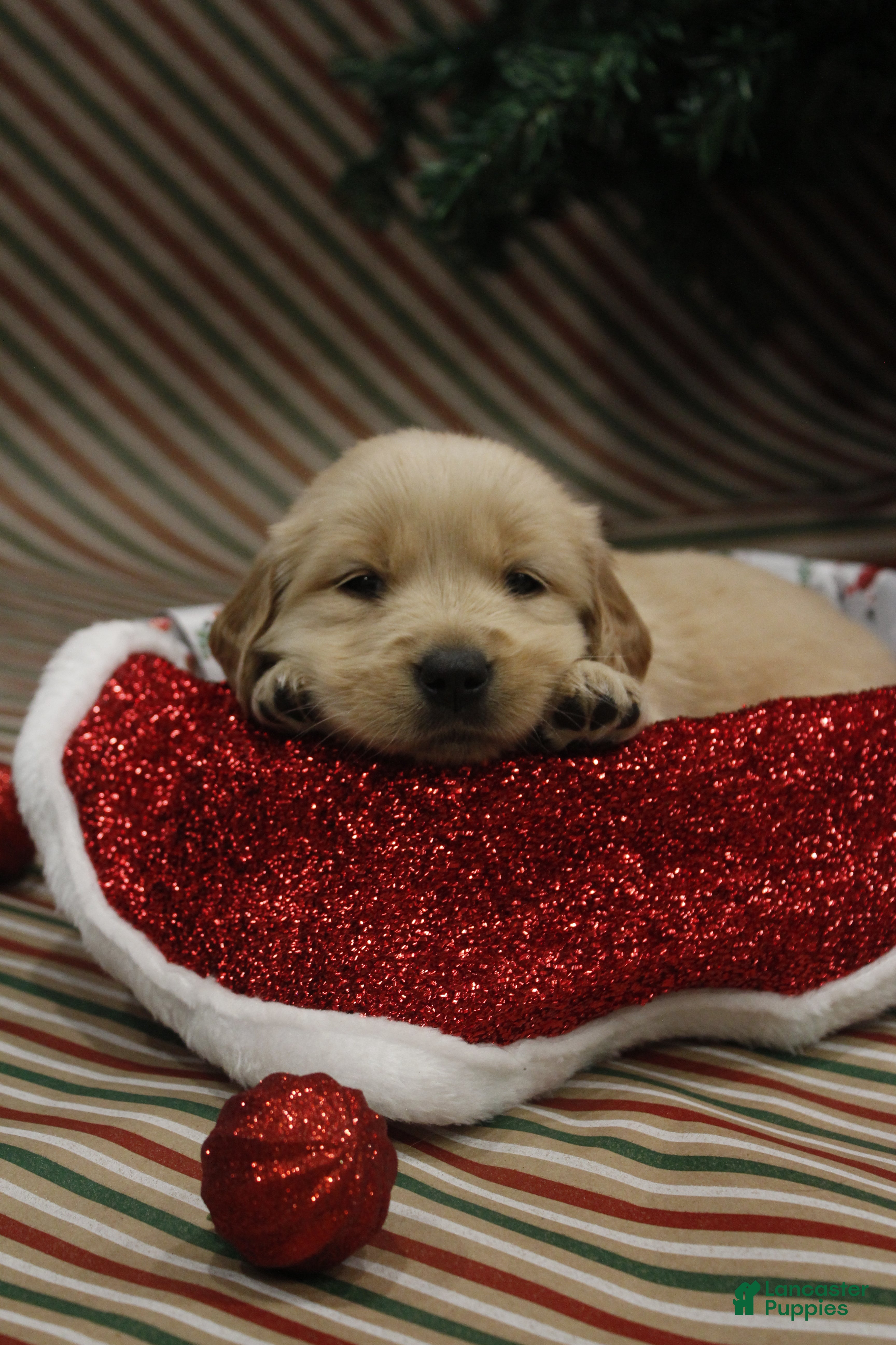 Golden Retriever dogs Peppermint - Ad 13