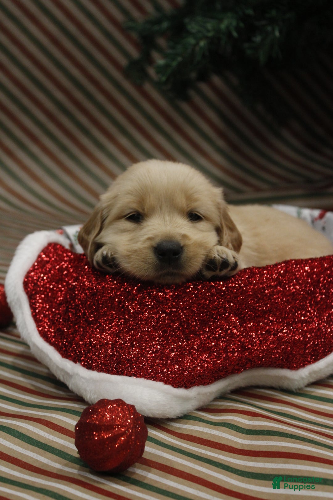 Golden Retriever dogs for sale: Peppermint - Ad 1