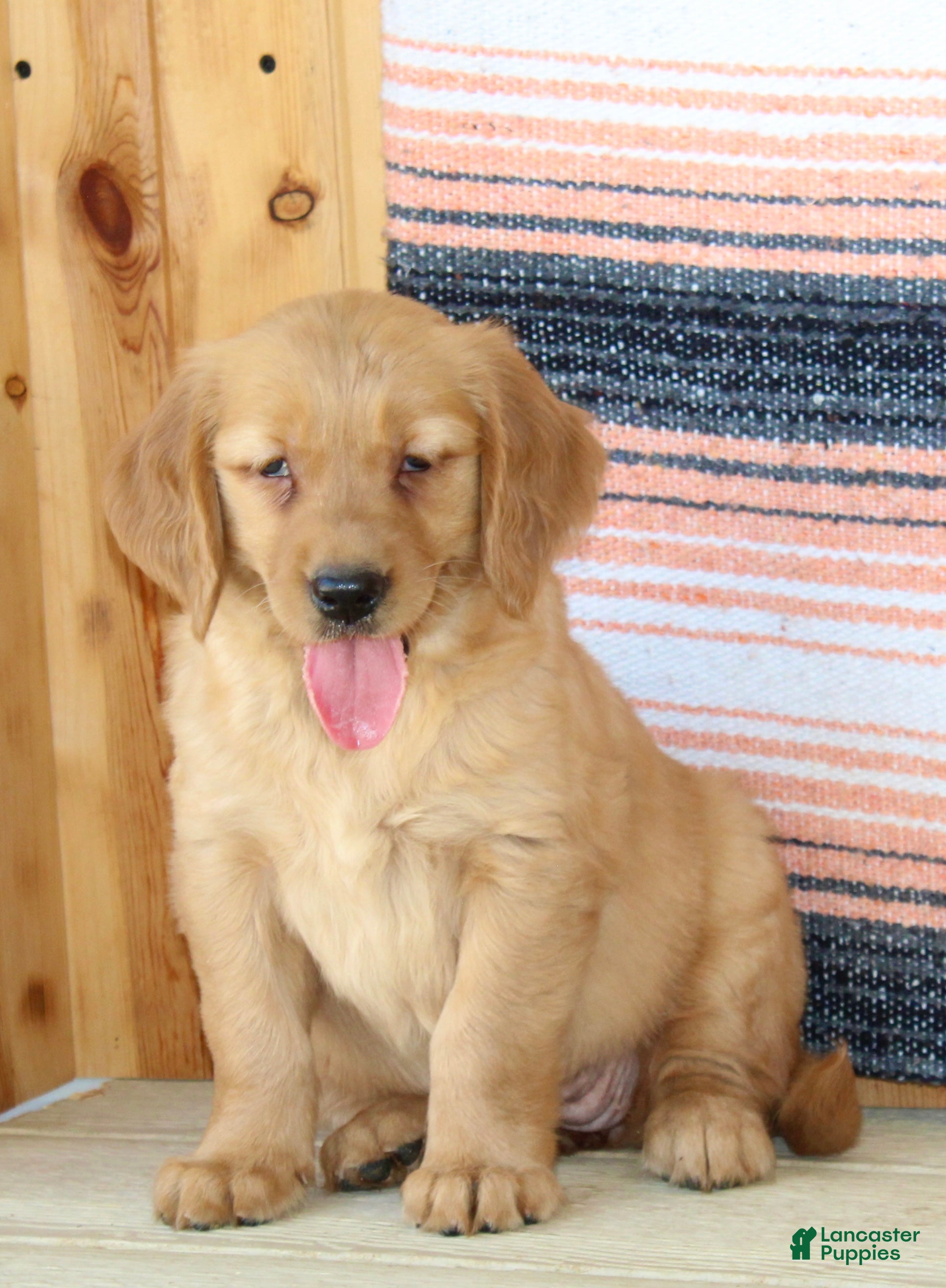 Golden Retriever dogs Gabbie - Ad 2