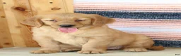 Golden Retriever dogs for sale: Gabbie - Ad 2