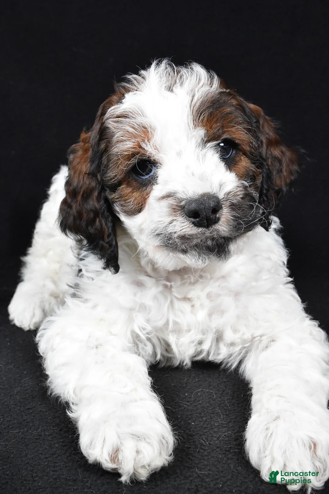 Cockapoo dogs for sale: Denver - Ad 3