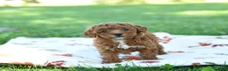 Toy Poodle dogs for sale: Chia  - Ad 1