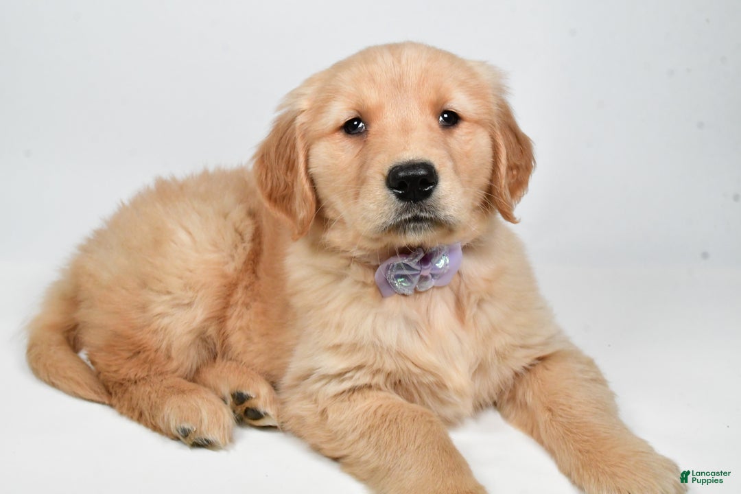 Golden Retriever dogs for sale: Lilly - Ad 9