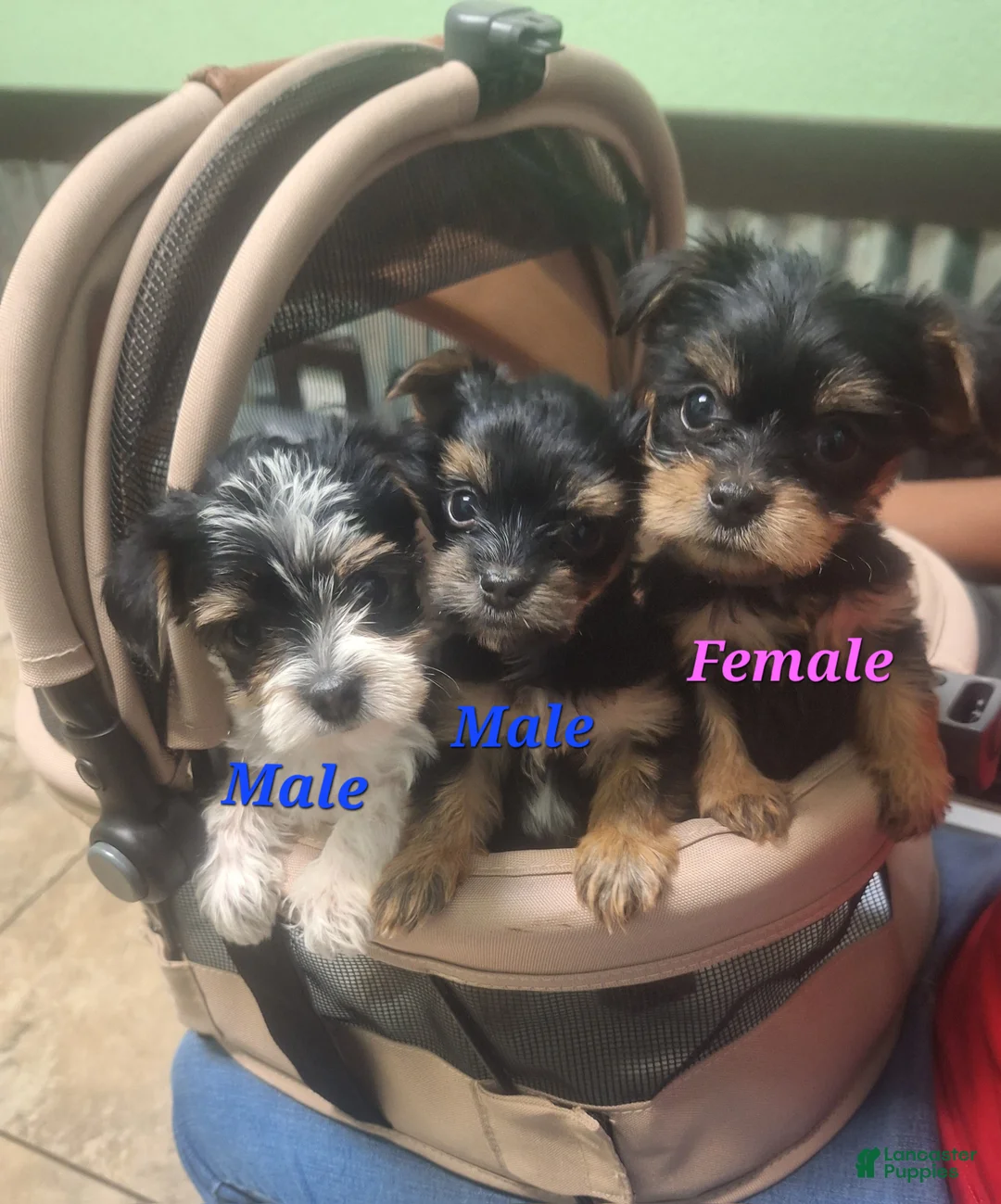 Yorkshire Terrier dogs for sale: Kai - Ad 7