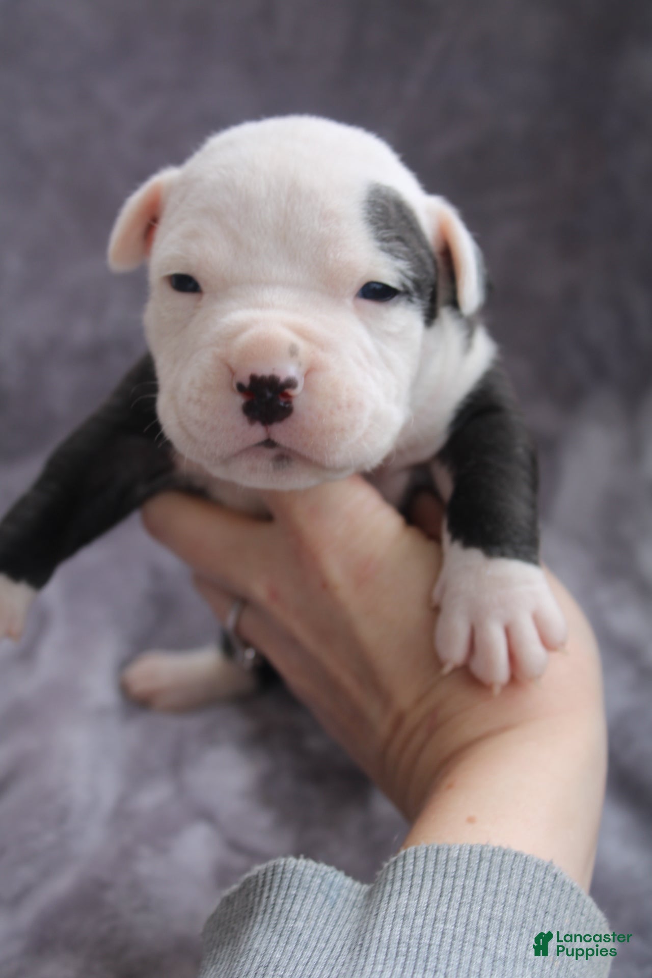 American Bully dogs Ivar - Ad 2