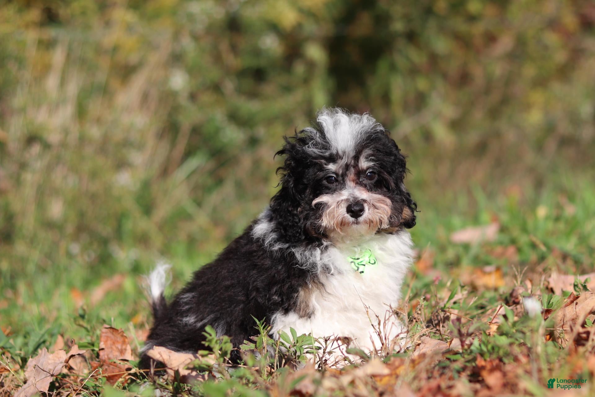 Miniature Poodle dogs Dawson (AKC) - Ad 2