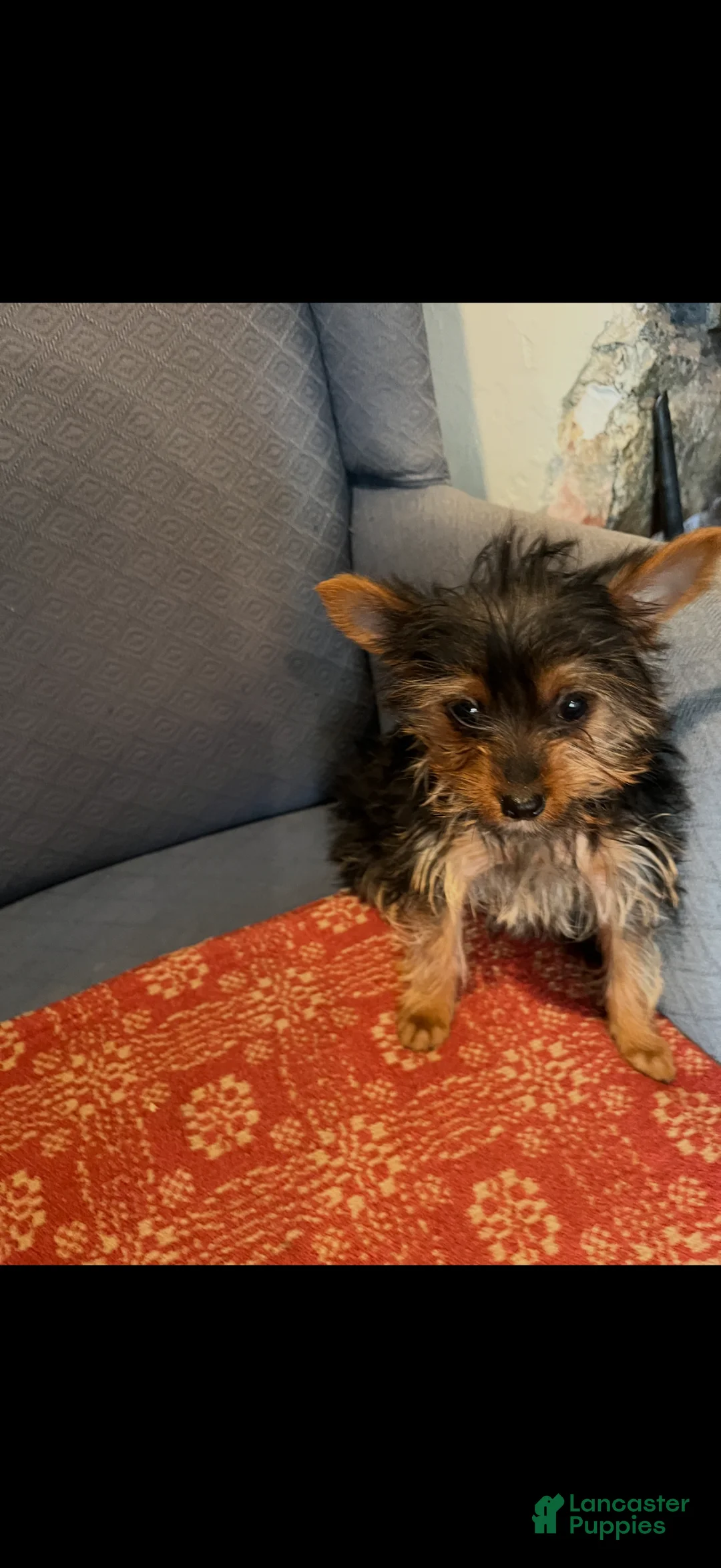 Yorkshire Terrier dogs for sale: Yorkshire Terrier Puppy 1 - Ad 3