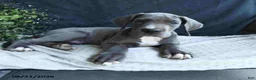 Great Dane dogs for sale: Brody - Ad 5