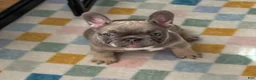 French Bulldog dogs for sale: Gremley - Ad 2