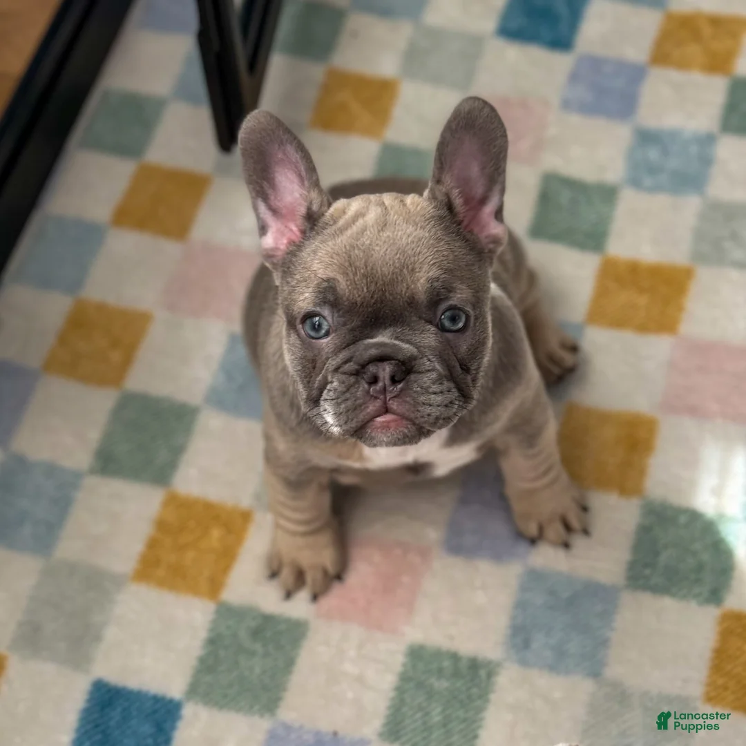 French Bulldog dogs for sale: Gremley - Ad 2