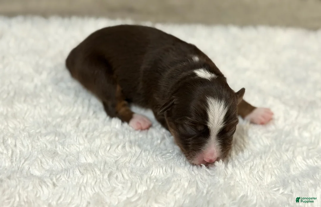 Miniature Australian Shepherd dogs for sale: Nancy Reagan - Ad 1