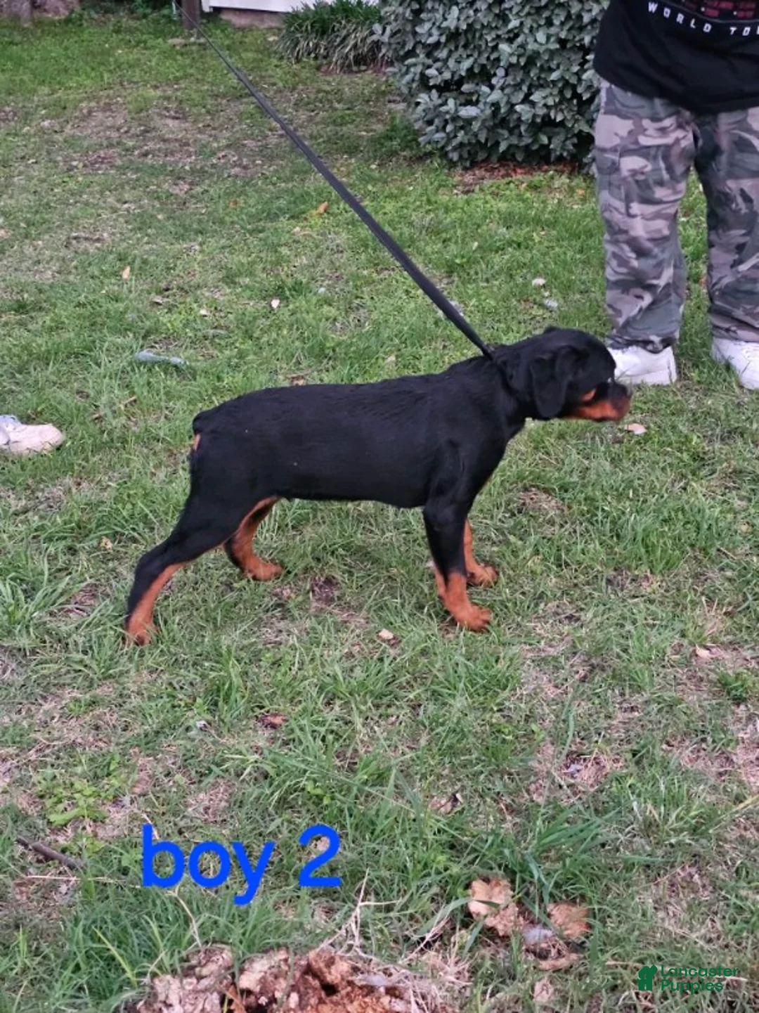 Rottweiler dogs for sale: Rottweiler Puppy 1 - Ad 4