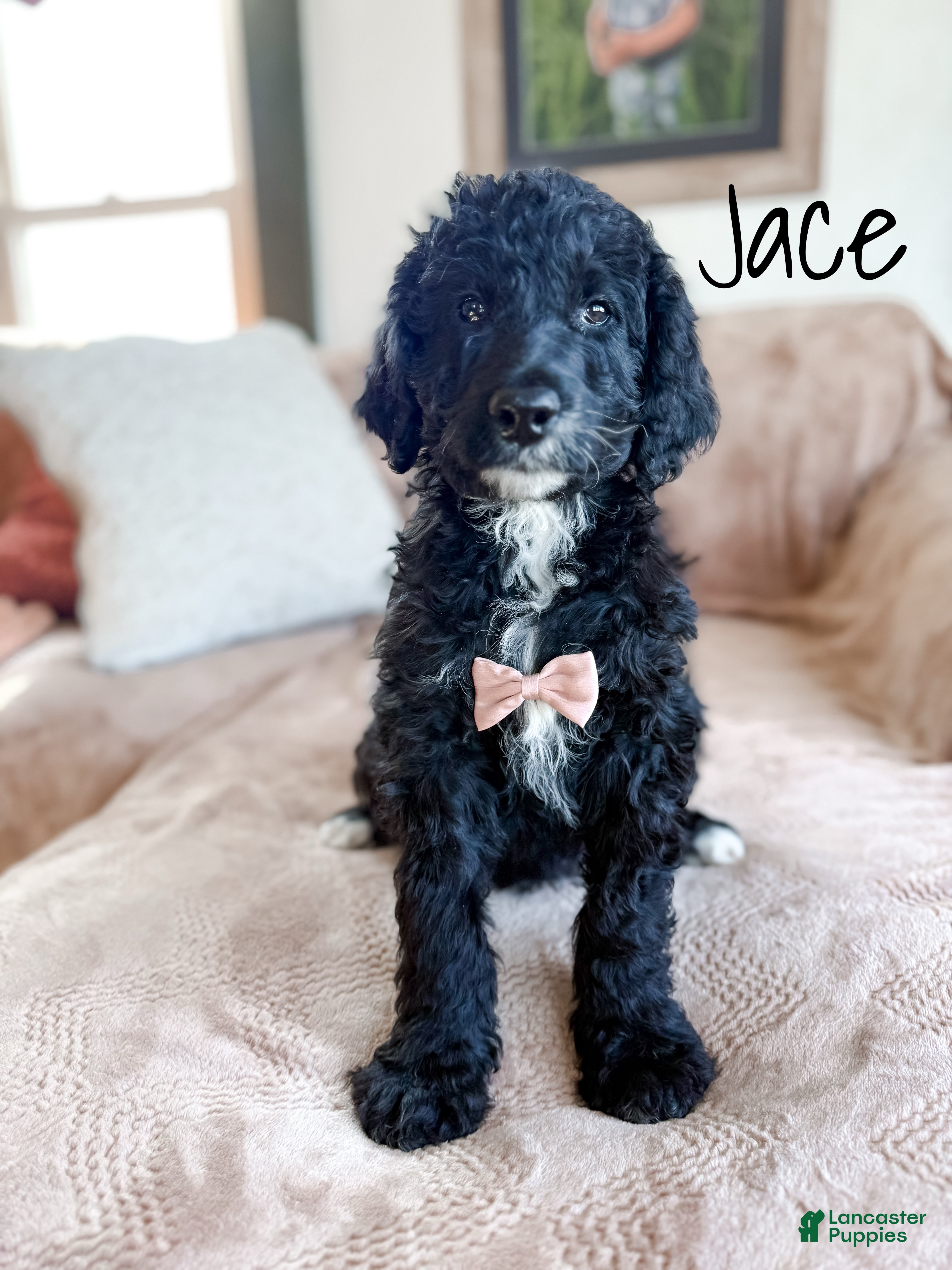 Aussiedoodle dogs Jace - Ad 24