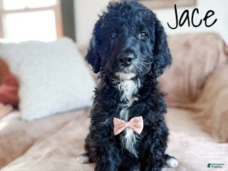 Aussiedoodle dogs Jace - Ad 24