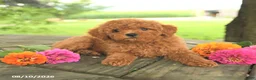 Toy Poodle dogs for sale: Oakley - Ad 3