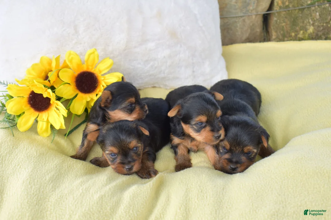 Yorkshire Terrier dogs for sale: Pluto - Ad 9