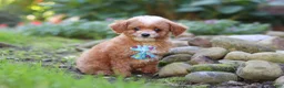 Cavapoo dogs for sale: Murphy - Ad 5