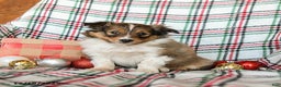 Shetland Sheepdog dogs for sale: Mack  - Ad 1