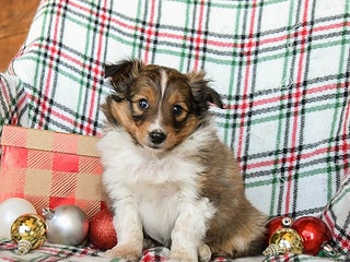 Shetland Sheepdog dogs Mack - Ad 2