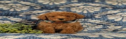 Maltipoo dogs for sale: Daeg - Ad 2