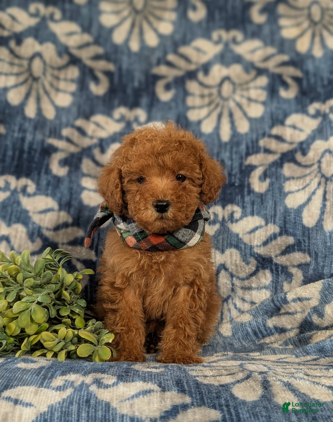 Maltipoo dogs for sale: Daeg - Ad 2