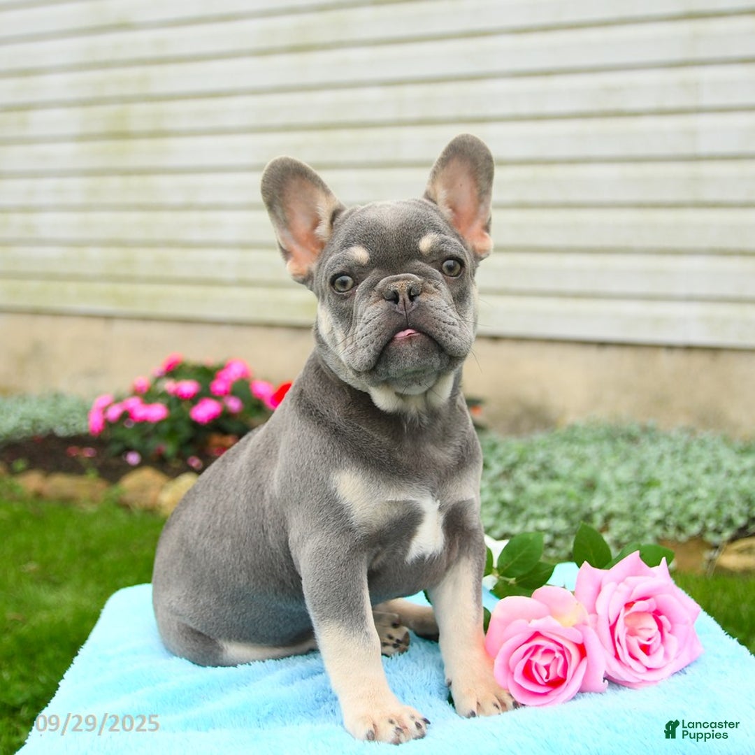 Bulldog Puppy Havanese French Bulldog Mix French Bulldog Puppies
