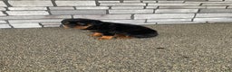 Rottweiler dogs for sale: Rottweiler Puppy 2 - Ad 7