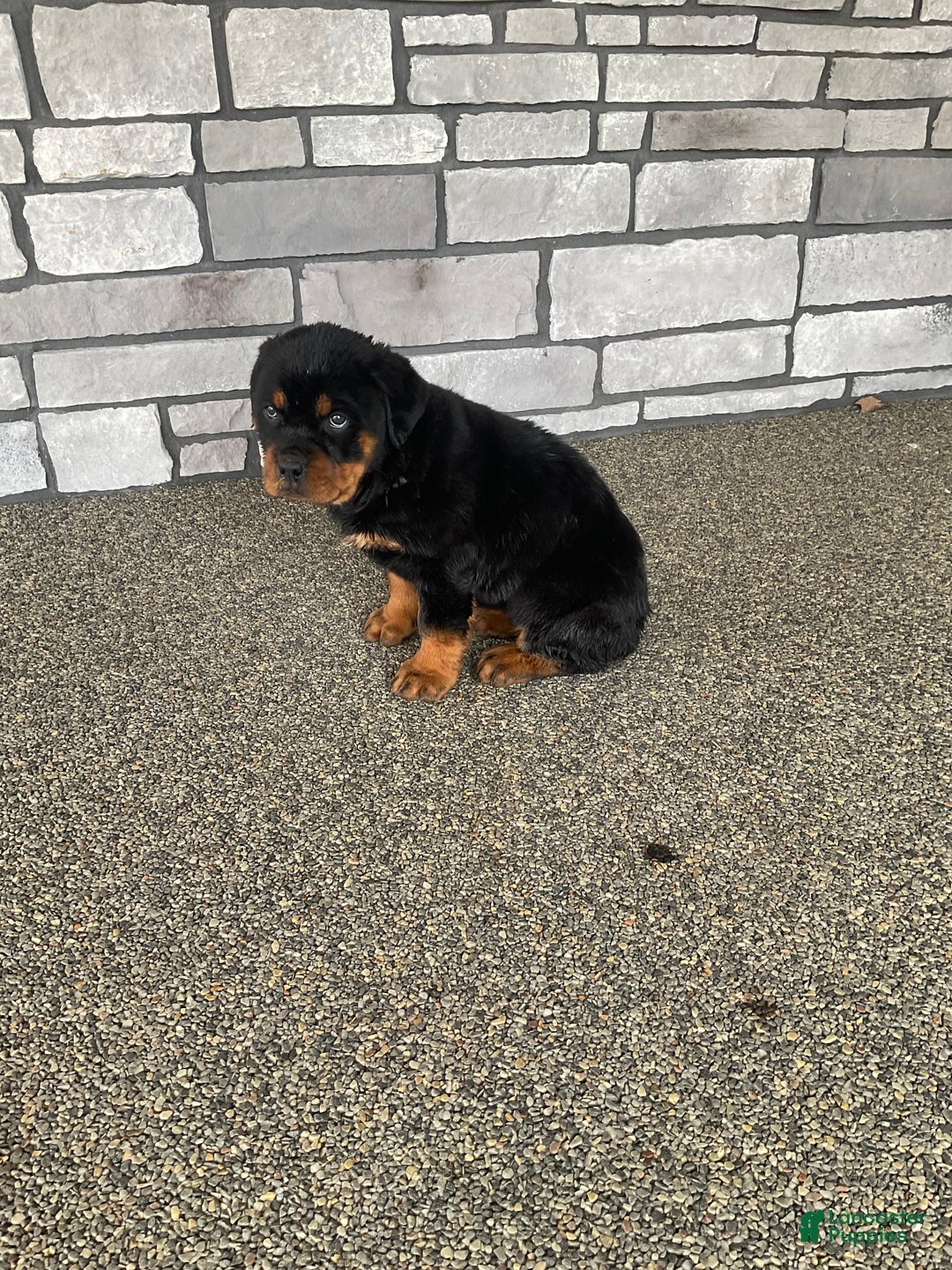 Rottweiler dogs for sale: Rottweiler Puppy 2 - Ad 7