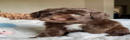 Labradoodle dogs for sale: MItch - Ad 3