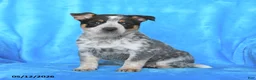 Australian Cattle Dog dogs for sale: Rosie - Ad 3
