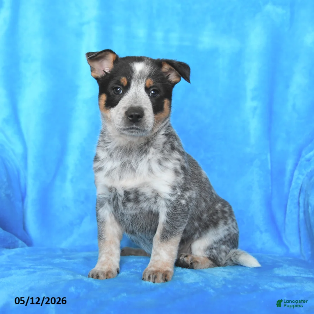 Australian Cattle Dog dogs for sale: Rosie - Ad 3