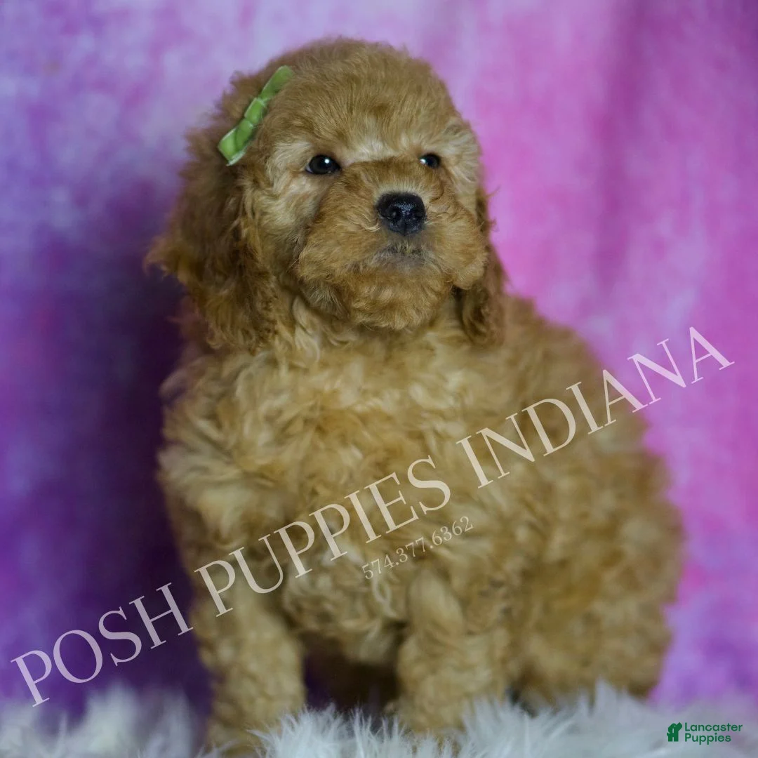 Mini Goldendoodle dogs for sale: Buddy - Ad 4