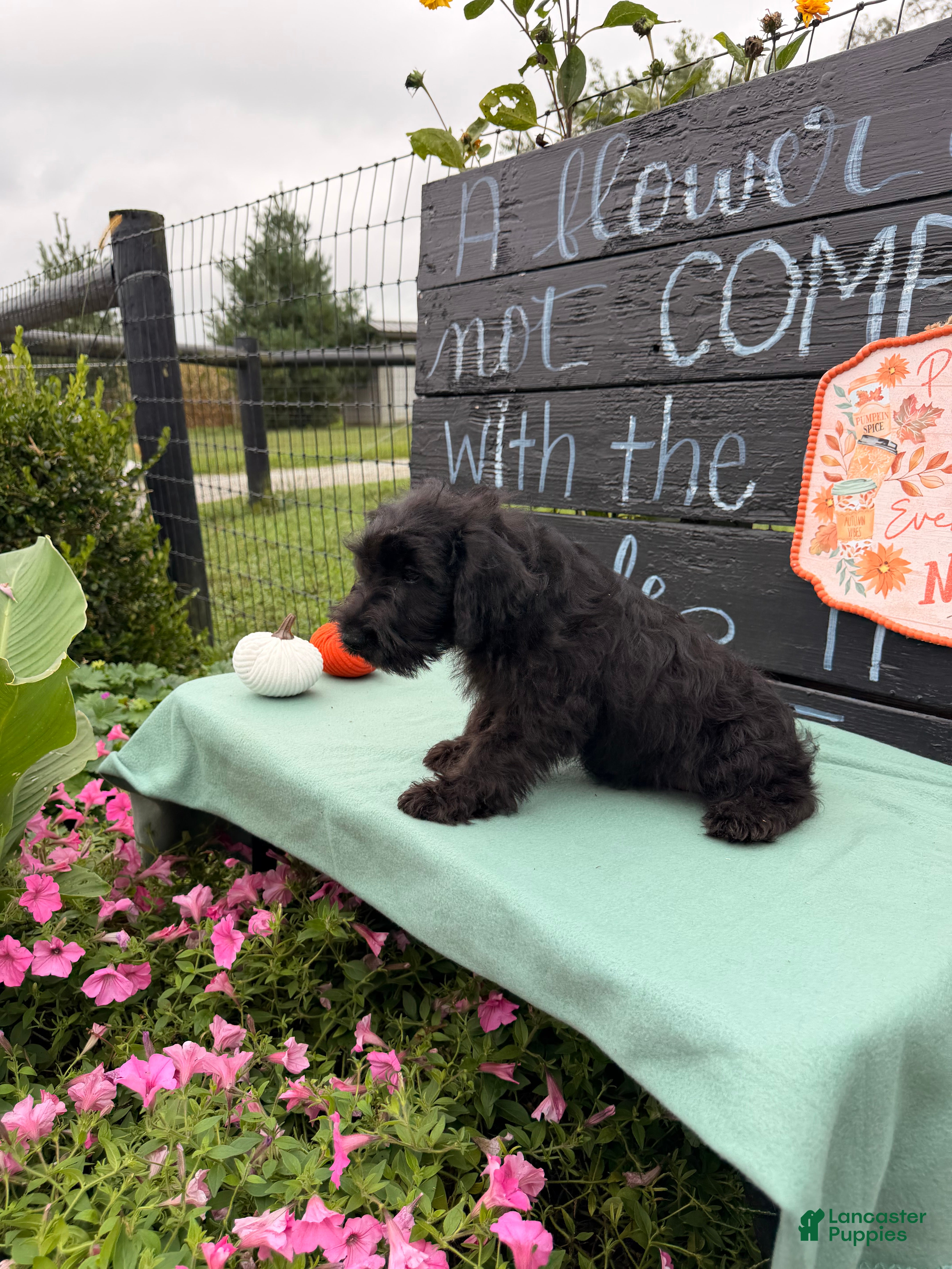 Miniature Schnauzer dogs Thelma Miniature Schnauzer  - Ad 2