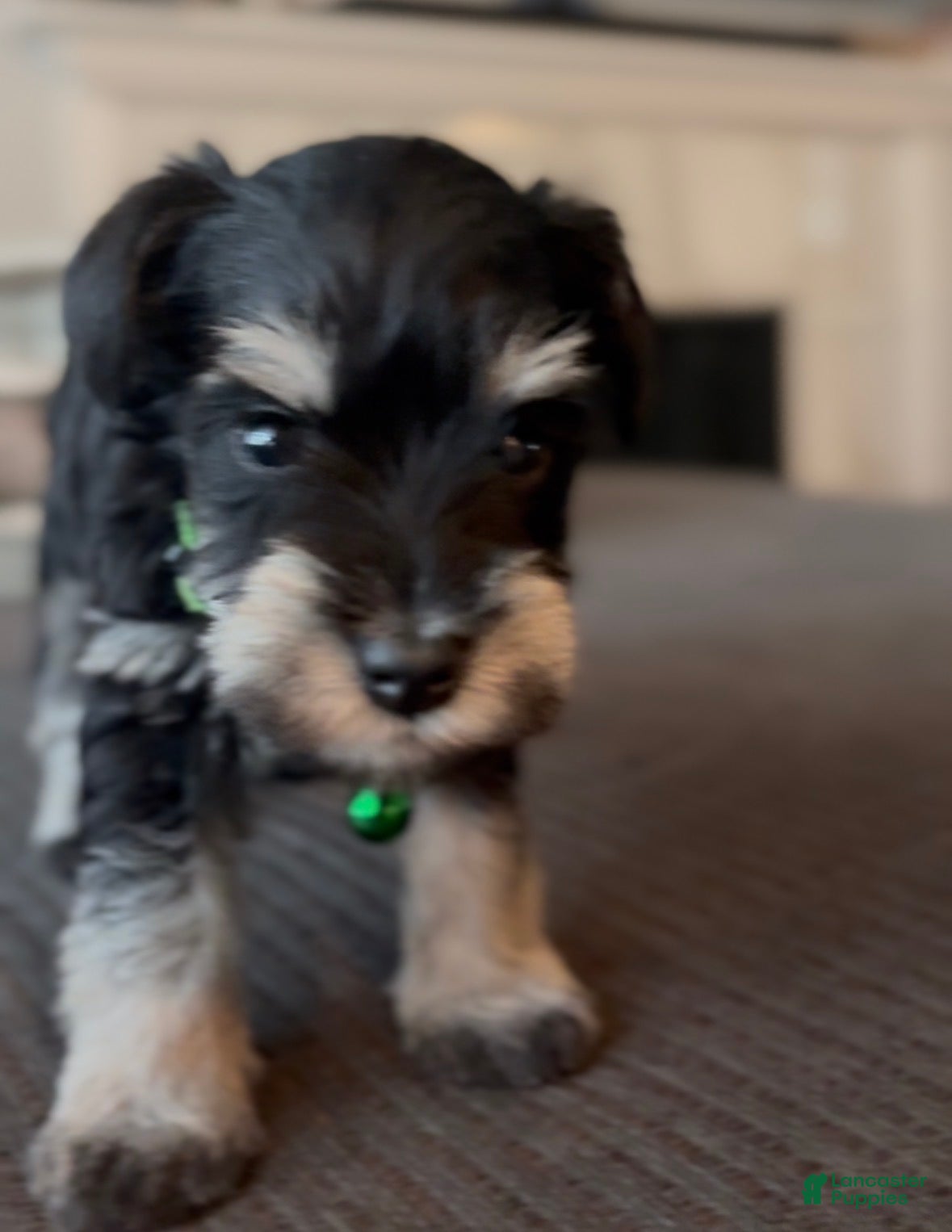 Miniature Schnauzer dogs Miniature Schnauzer Puppy 2 - Ad 6