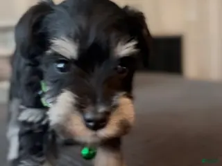 Miniature Schnauzer dogs Miniature Schnauzer Puppy 2 - Ad 11