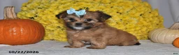 Shorkie dogs for sale: Victoria - Ad 4