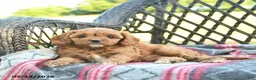 Cavapoo dogs for sale: Whimsy  - Ad 3