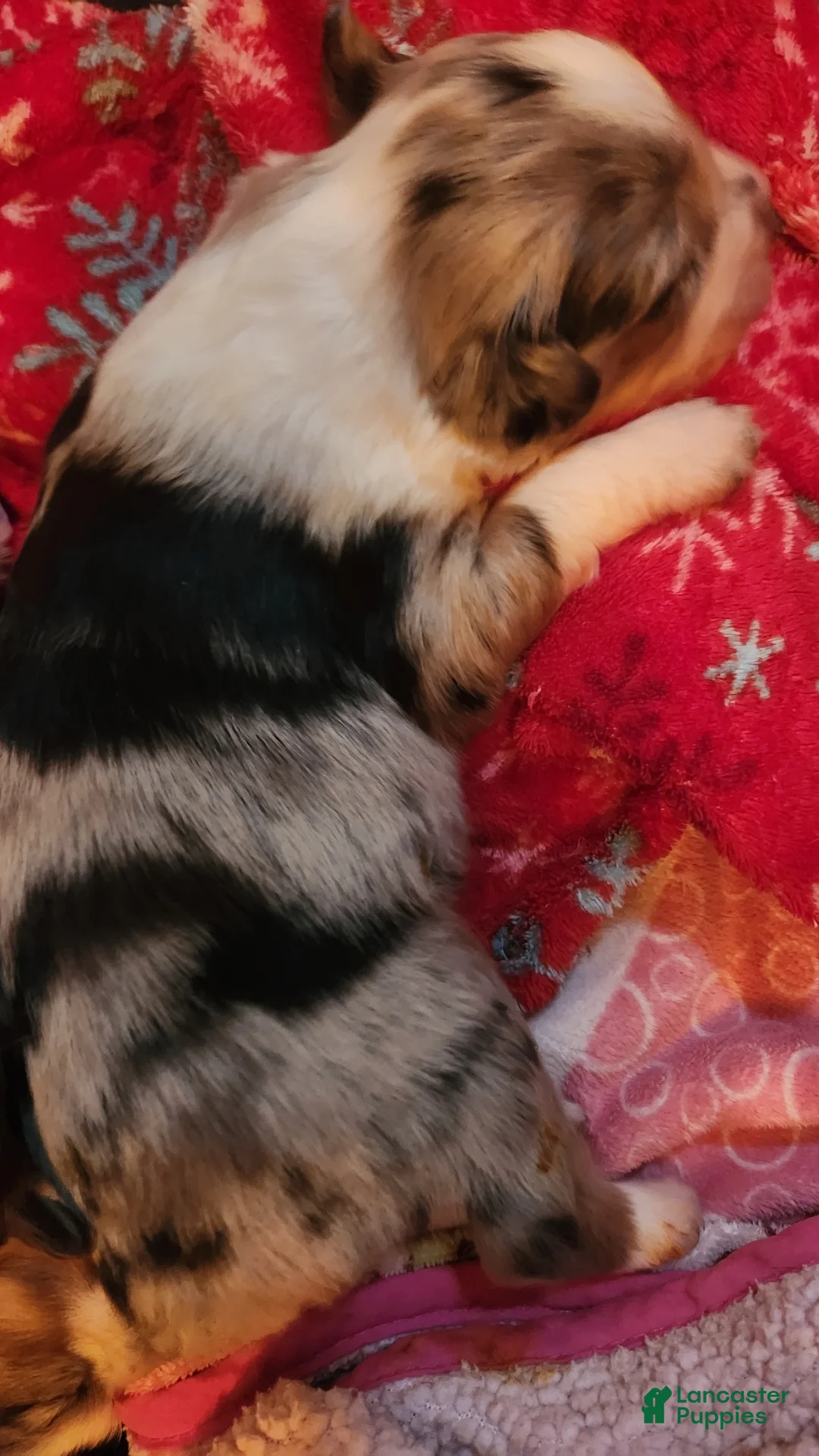 Miniature Australian Shepherd dogs for sale: Miniature Australian Shepherd Puppy 4 - Ad 1