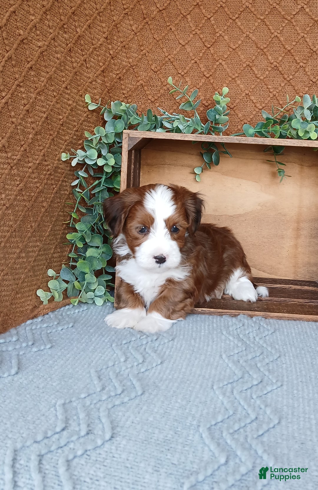 Havanese dogs for sale: Kyle  - Ad 3