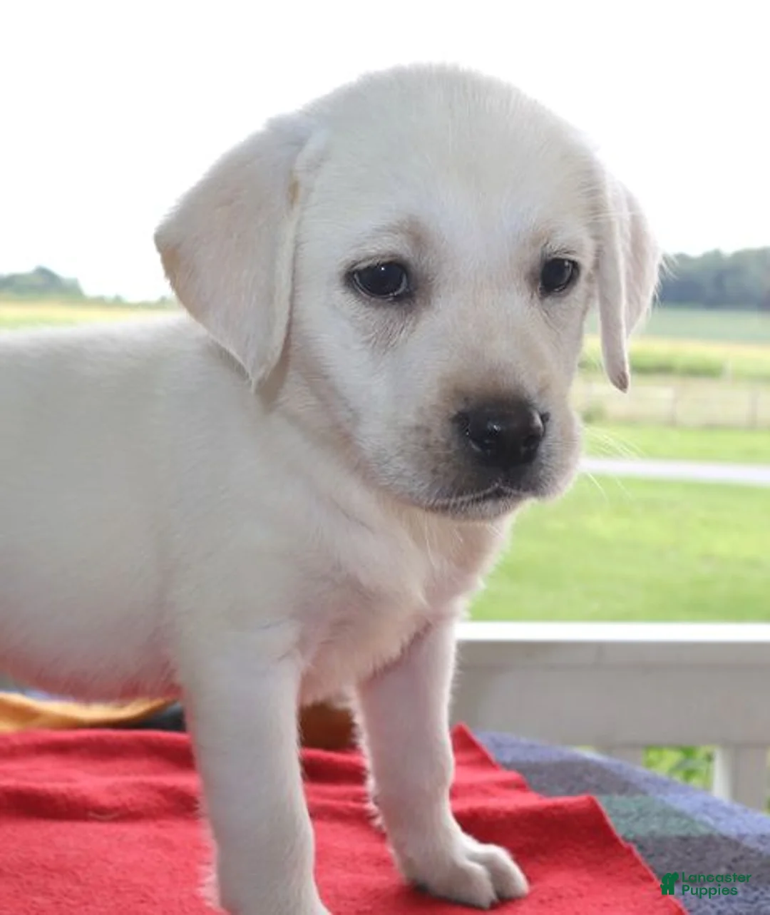 Labrador Retriever dogs for sale: Stella - Champion lines - Ad 3