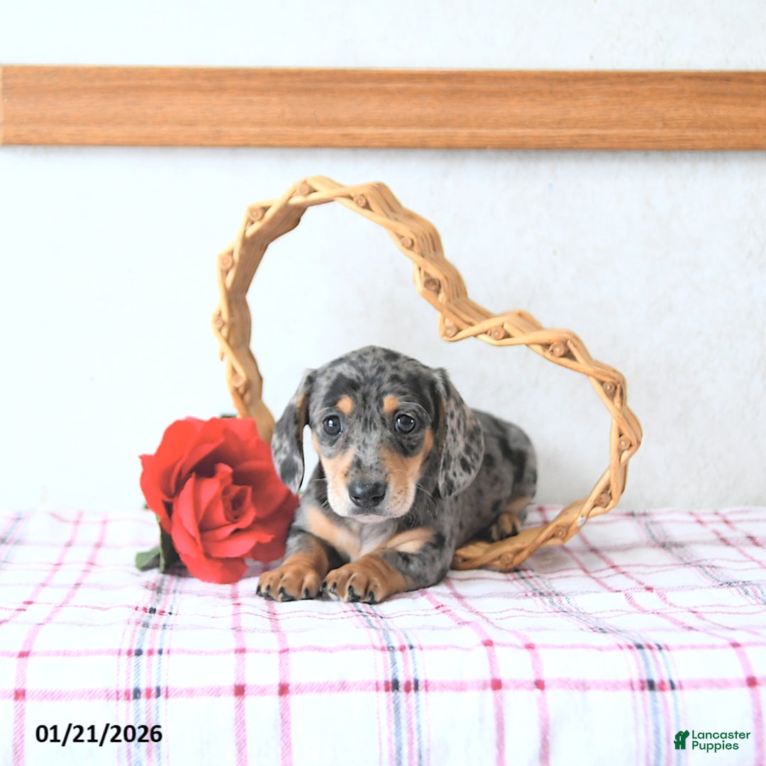 Miniature Dachshund dogs for sale: Beau - Ad 4