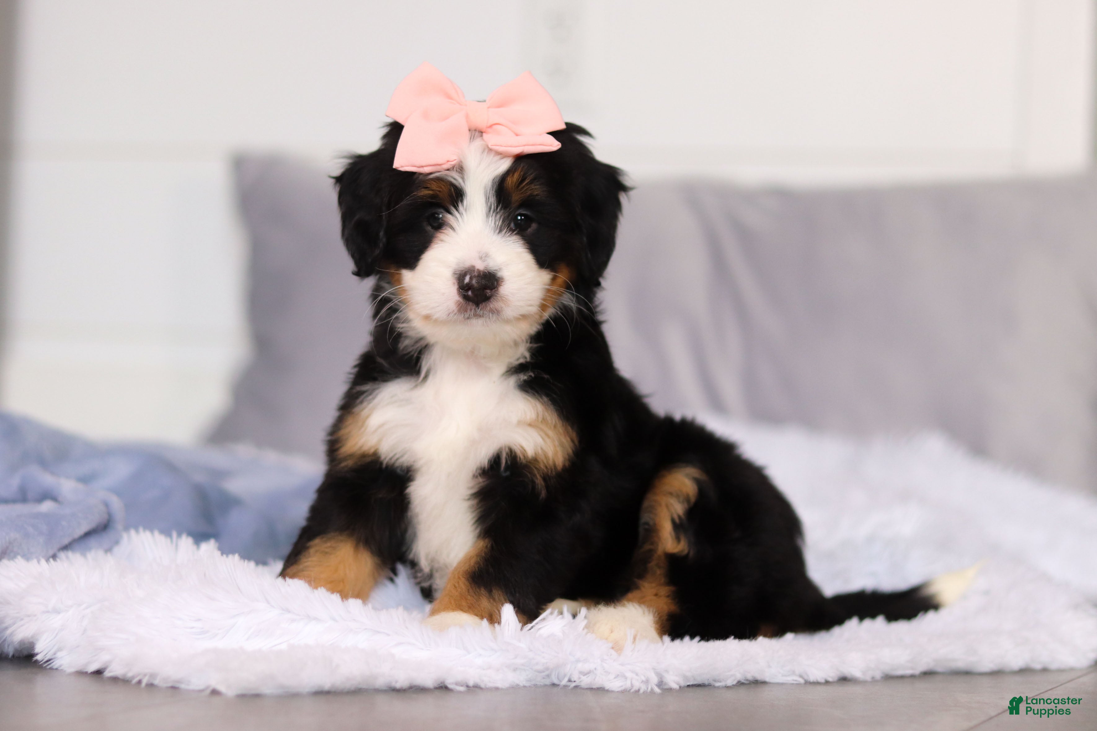Mini Bernedoodle dogs Scarlett - Ad 1