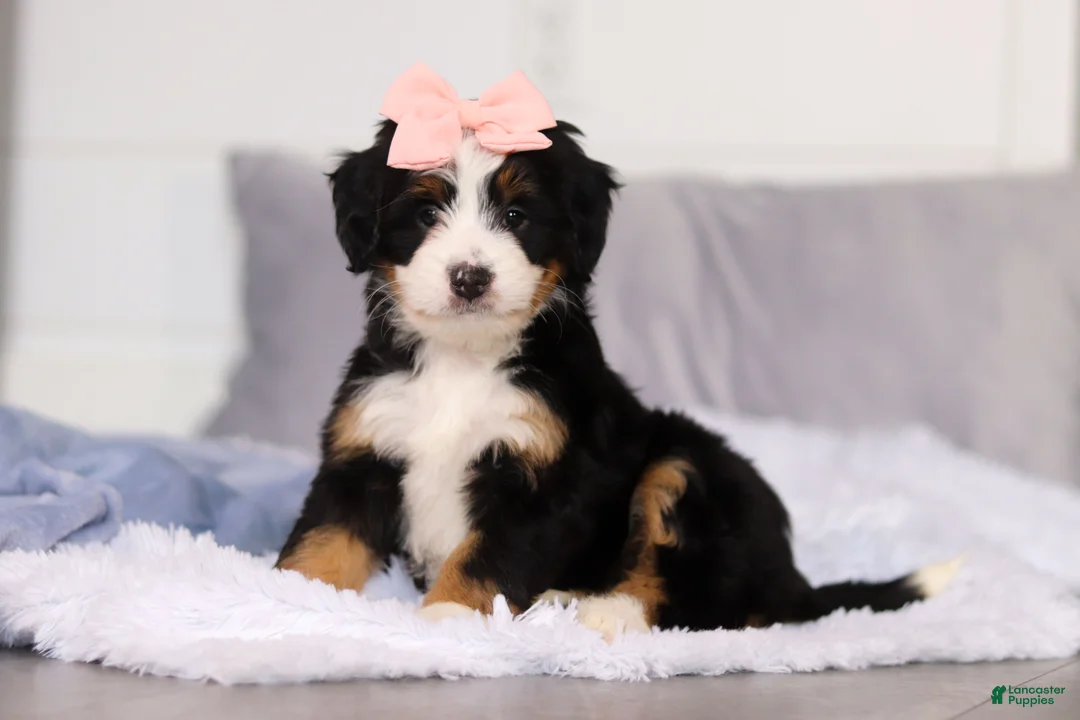 Mini Bernedoodle dogs for sale: Scarlett - Ad 1